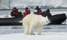 Polar Bear lives at Svalbard in Norway